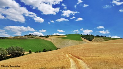 San Martino in Pedriolo campi